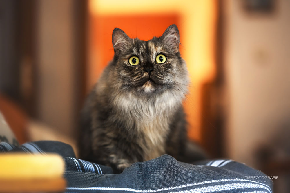 Die Katze Grey, Katzenportrait von Laura Truszkowski, Tierfotografie Hamburg Katze Grey