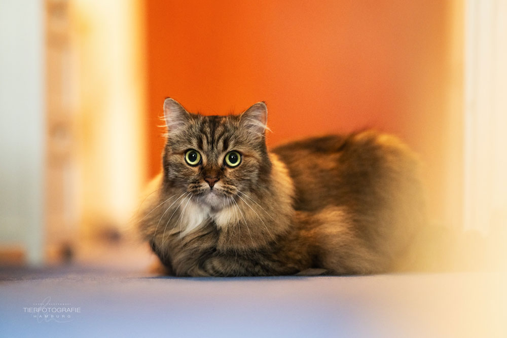 Die Katze Pinky, Katzenportrait von Laura Truszkowski, Tierfotografie Hamburg Katze Pinky